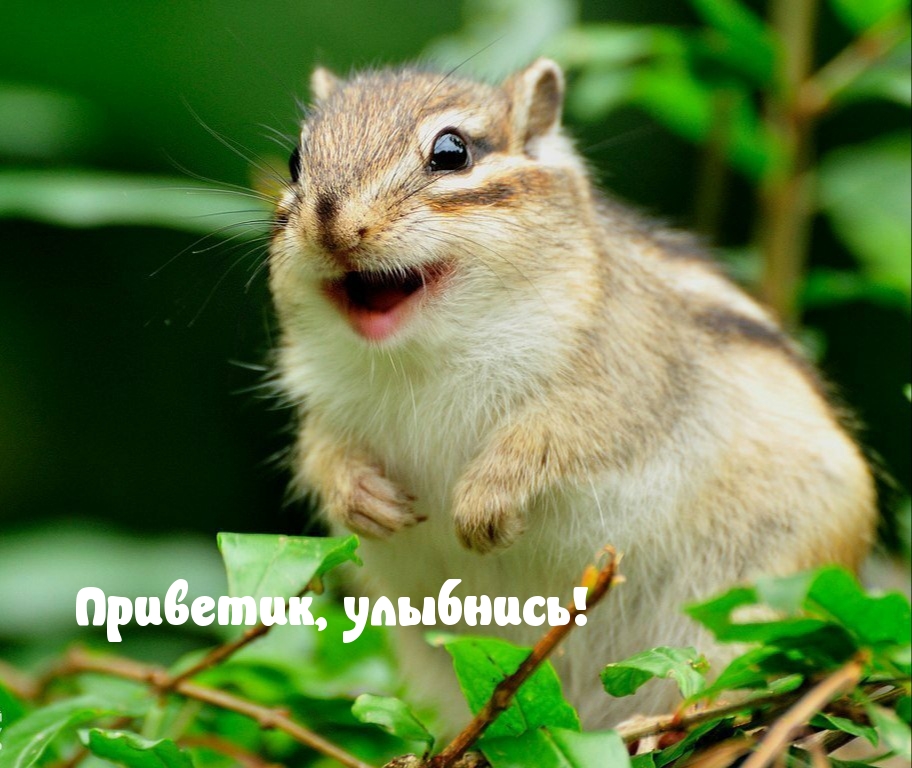 Открыть в полном размере Приветик, улыбнись!