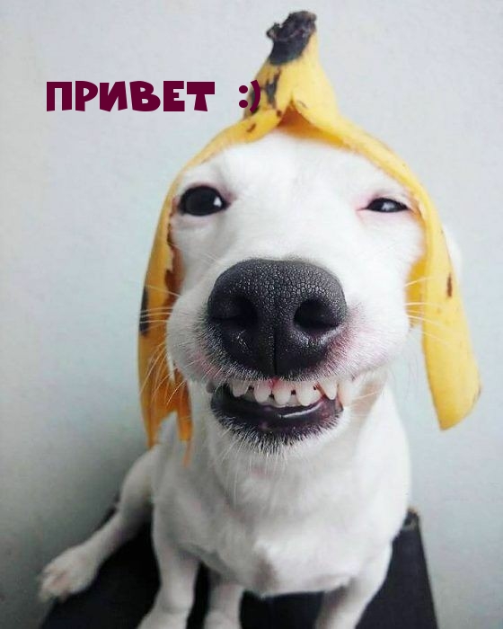 ������ :)