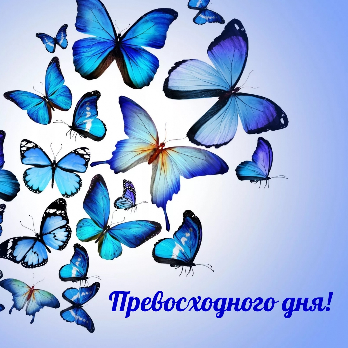 Открыть в полном размере Превосходного дня!