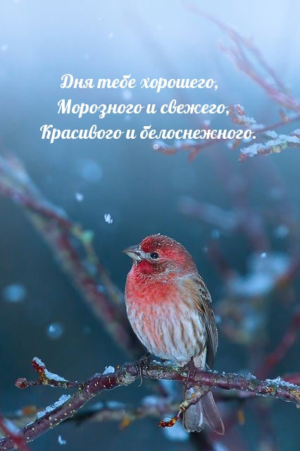 ��� ���� ��������, ��������� � �������