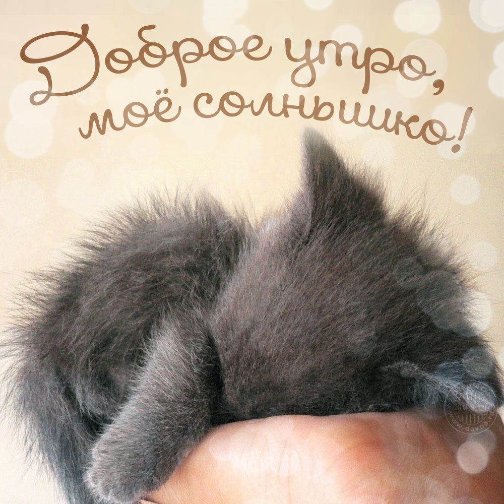 Открыть в полном размере Доброе утро, мое солнышко!