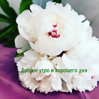 ������ ���� � �������� ���